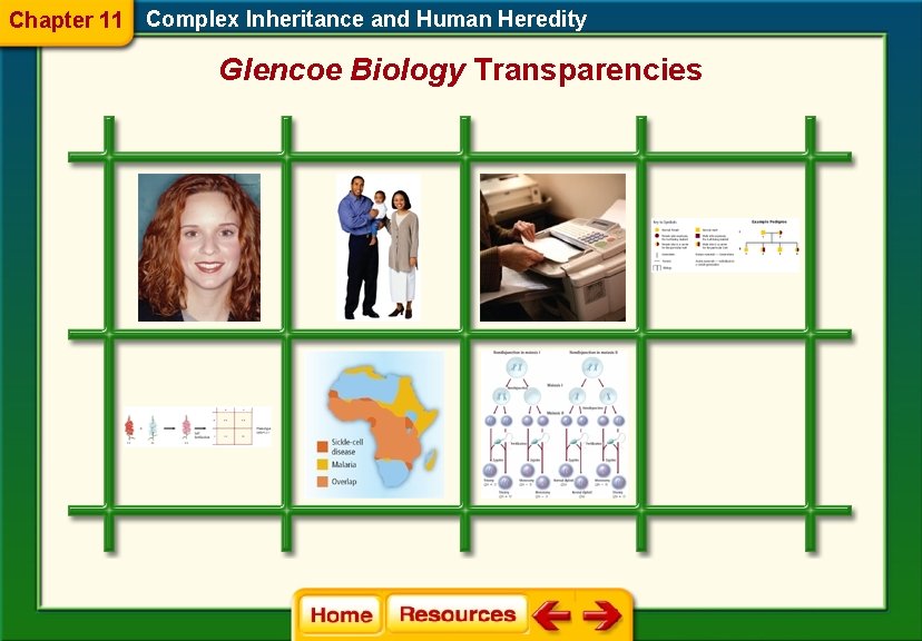 Chapter 11 Complex Inheritance and Human Heredity Glencoe Biology Transparencies 