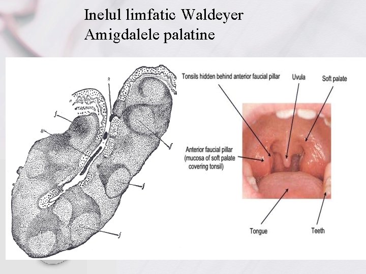 Inelul limfatic Waldeyer Amigdalele palatine 