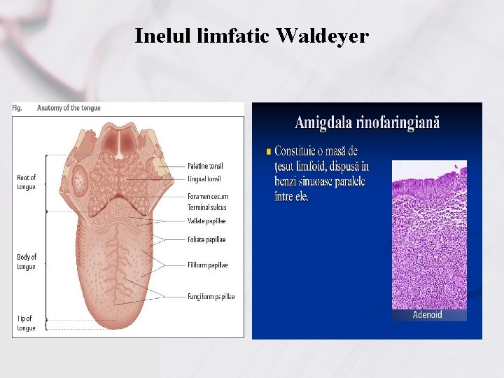 Inelul limfatic Waldeyer 