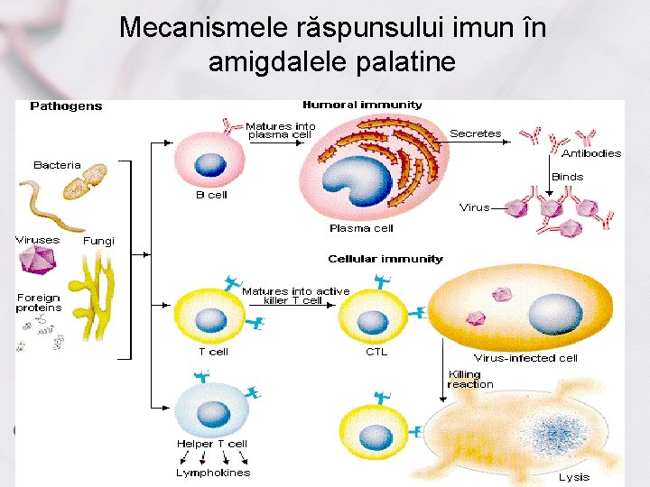 Mecanismele răspunsului imun în amigdalele palatine 