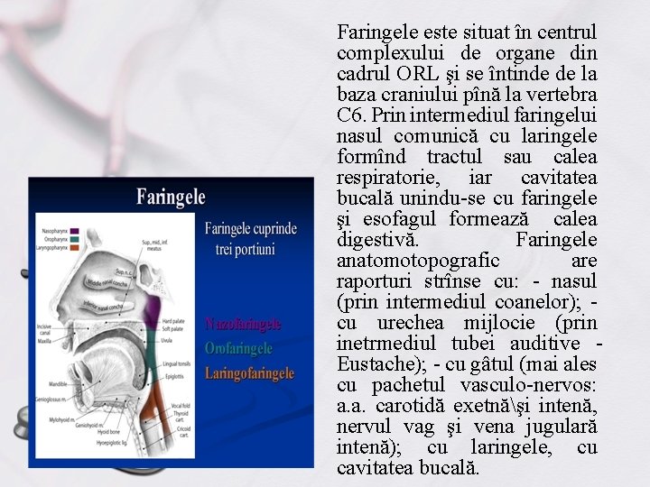 Faringele este situat în centrul complexului de organe din cadrul ORL şi se întinde