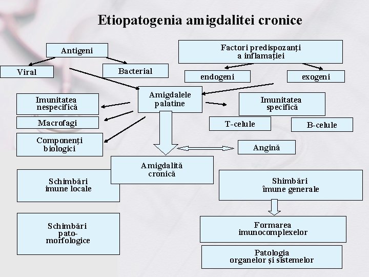 Etiopatogenia amigdalitei cronice Factori predispozanţi a inflamaţiei Antigeni Bacterial Viral Imunitatea nespecifică Imunitatea specifică