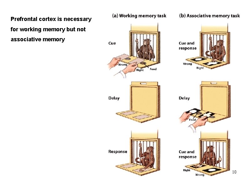 Prefrontal cortex is necessary for working memory but not associative memory 10 