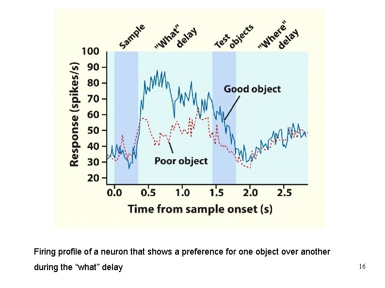 Firing profile of a neuron that shows a preference for one object over another