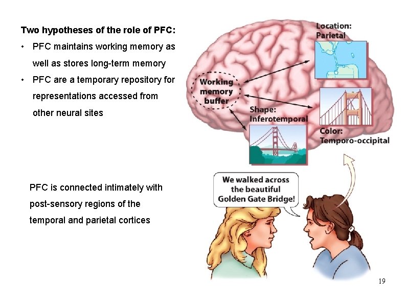 Two hypotheses of the role of PFC: • PFC maintains working memory as well