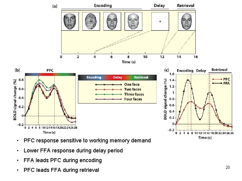  • PFC response sensitive to working memory demand • Lower FFA response during