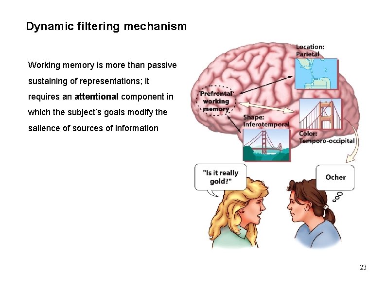 Dynamic filtering mechanism Working memory is more than passive sustaining of representations; it requires