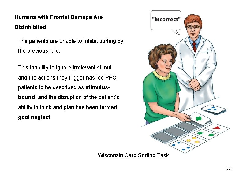 Humans with Frontal Damage Are Disinhibited The patients are unable to inhibit sorting by