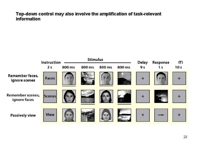 Top-down control may also involve the amplification of task-relevant information 28 