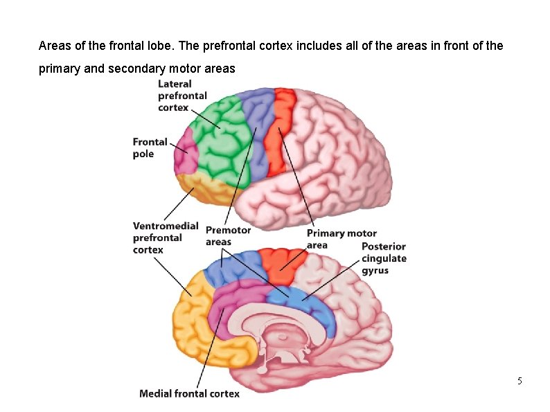 Areas of the frontal lobe. The prefrontal cortex includes all of the areas in