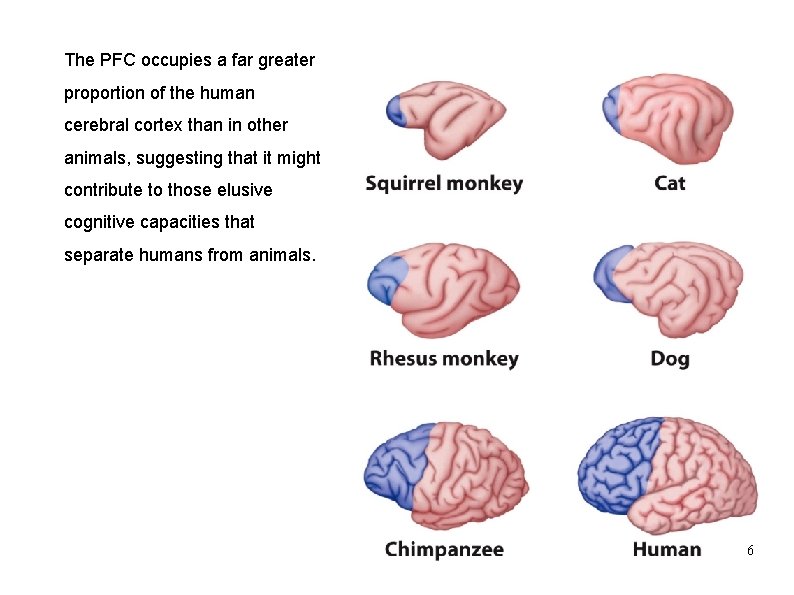 The PFC occupies a far greater proportion of the human cerebral cortex than in