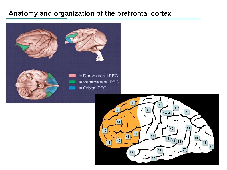 Anatomy and organization of the prefrontal cortex 7 