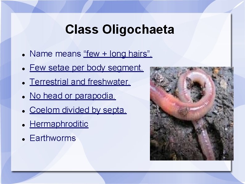 Class Oligochaeta Name means “few + long hairs”. Few setae per body segment. Terrestrial