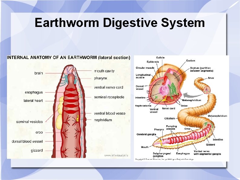 Earthworm Digestive System 
