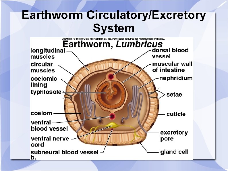 Earthworm Circulatory/Excretory System 