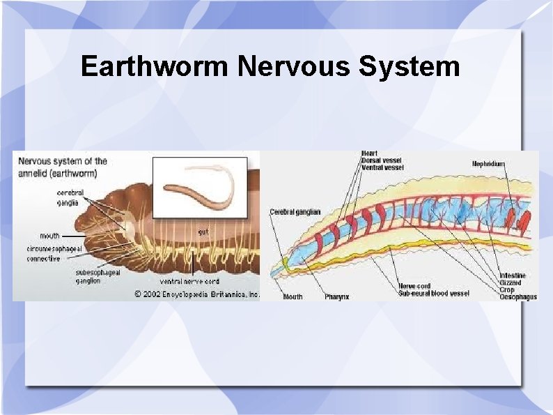 Earthworm Nervous System 