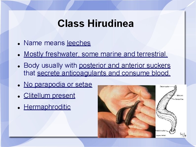 Class Hirudinea Name means leeches Mostly freshwater, some marine and terrestrial. Body usually with