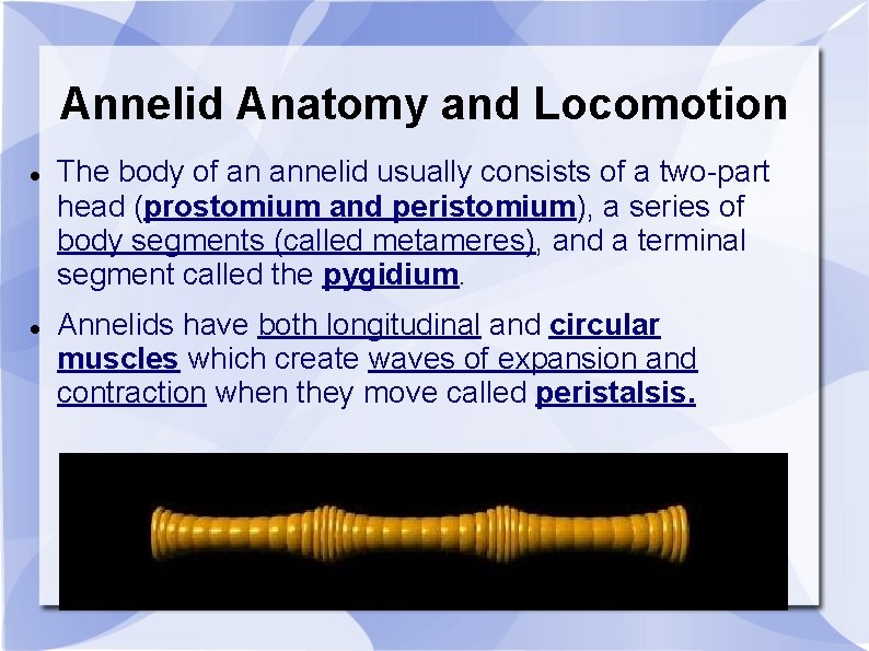 Annelid Anatomy and Locomotion The body of an annelid usually consists of a two-part
