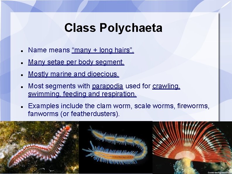 Class Polychaeta Name means “many + long hairs”. Many setae per body segment. Mostly