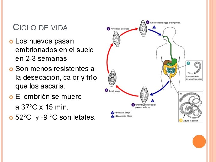 CICLO DE VIDA Los huevos pasan embrionados en el suelo en 2 -3 semanas