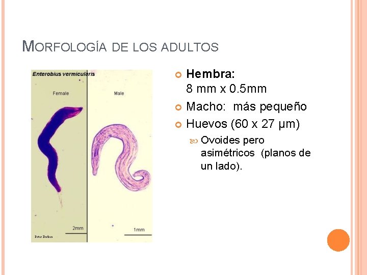 MORFOLOGÍA DE LOS ADULTOS Hembra: 8 mm x 0. 5 mm Macho: más pequeño