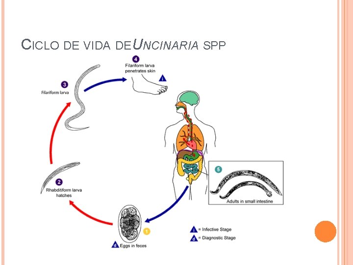 CICLO DE VIDA DE UNCINARIA SPP 