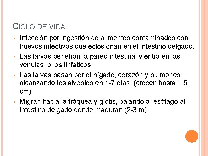 CICLO DE VIDA • • Infección por ingestión de alimentos contaminados con huevos infectivos