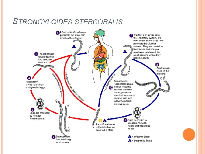 STRONGYLOIDES STERCORALIS 