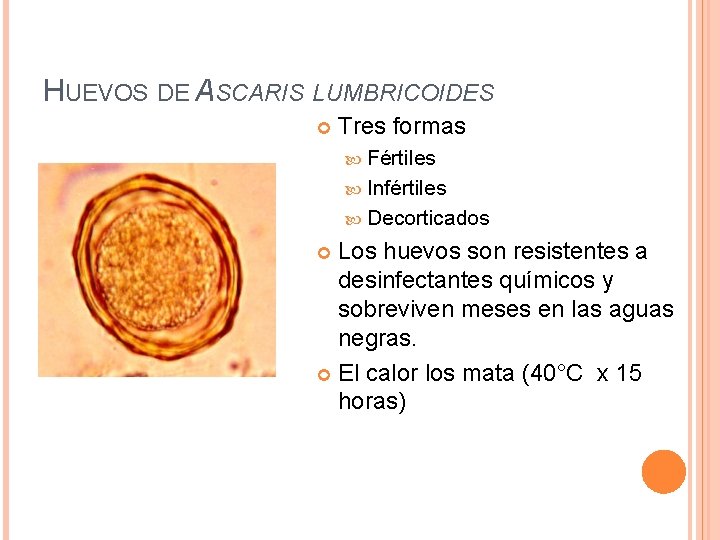 HUEVOS DE ASCARIS LUMBRICOIDES Tres formas Fértiles Infértiles Decorticados Los huevos son resistentes a