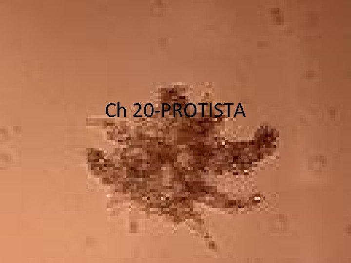 Ch 20 -PROTISTA 
