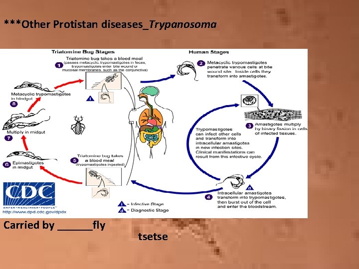 ***Other Protistan diseases_Trypanosoma Carried by ______fly tsetse 