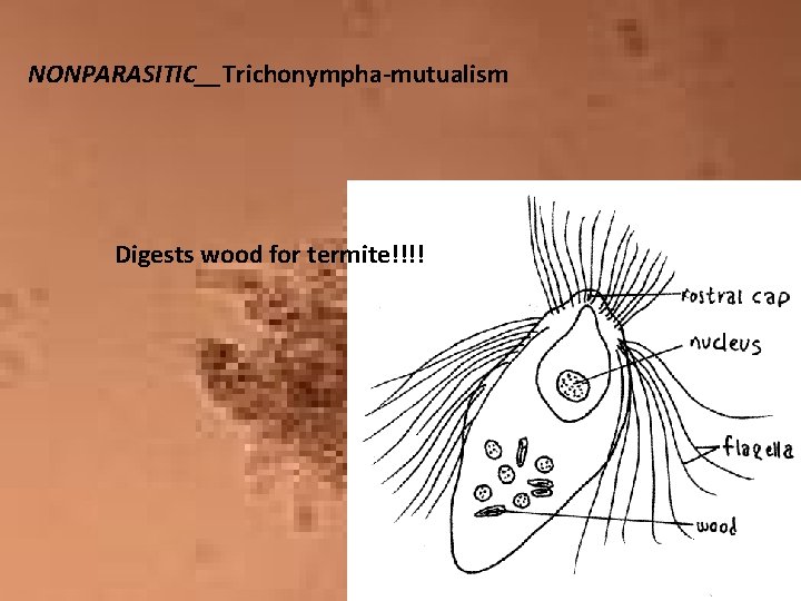 NONPARASITIC__Trichonympha-mutualism Digests wood for termite!!!! 