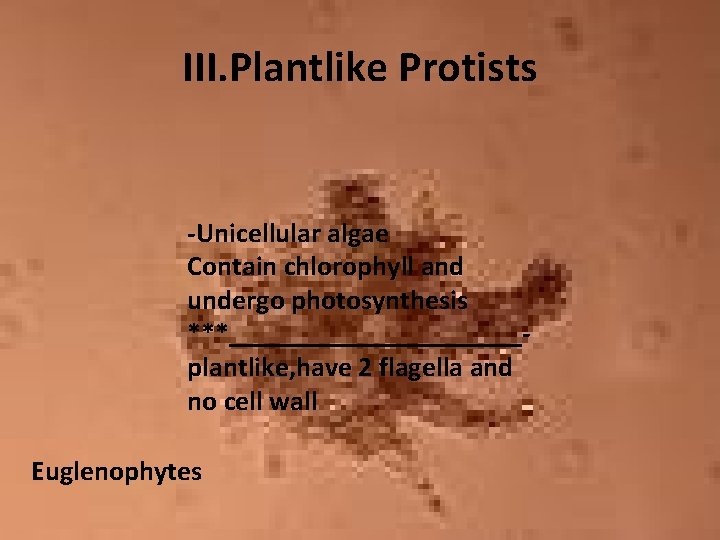 III. Plantlike Protists -Unicellular algae Contain chlorophyll and undergo photosynthesis ***___________plantlike, have 2 flagella