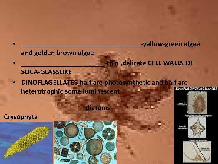  • _________________-yellow-green algae and golden brown algae • ____________-thin , delicate CELL WALLS