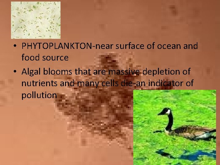  • PHYTOPLANKTON-near surface of ocean and food source • Algal blooms that are