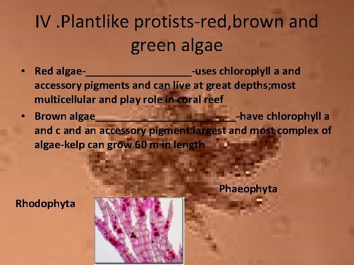 IV. Plantlike protists-red, brown and green algae • Red algae-_________-uses chloroplyll a and accessory