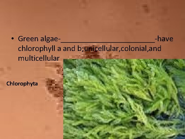  • Green algae-____________-have chlorophyll a and b; unicellular, colonial, and multicellular Chlorophyta 
