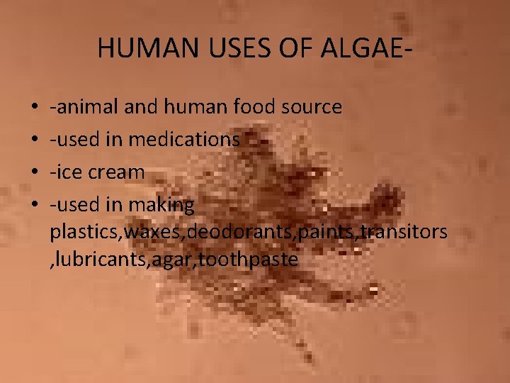 HUMAN USES OF ALGAE • • -animal and human food source -used in medications