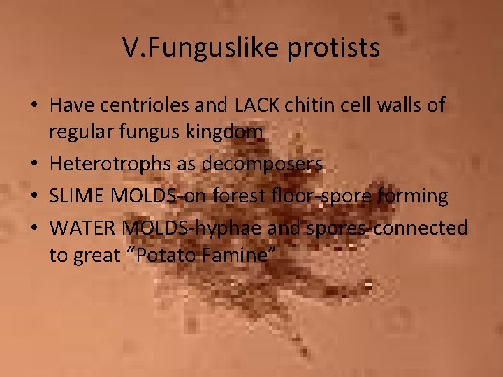 V. Funguslike protists • Have centrioles and LACK chitin cell walls of regular fungus