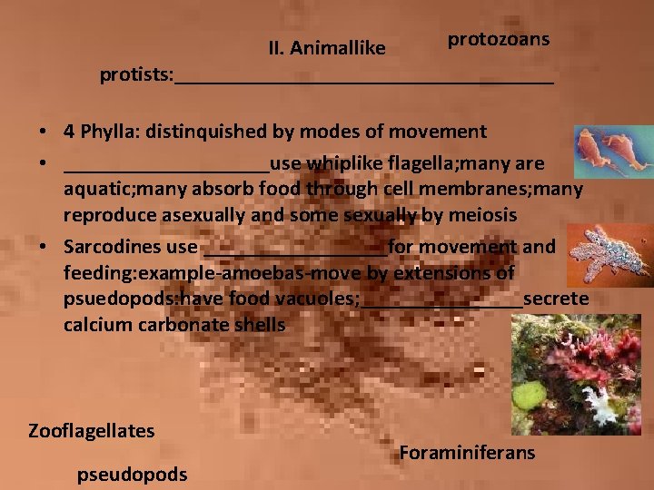 protozoans II. Animallike protists: __________________ • 4 Phylla: distinquished by modes of movement •