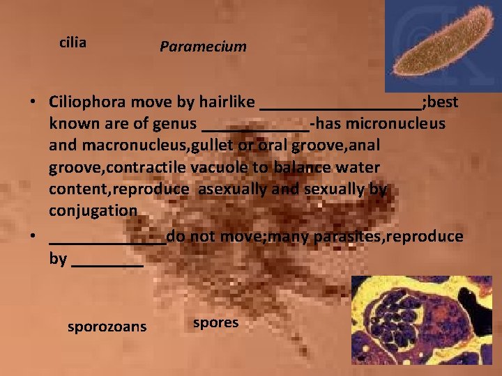 cilia Paramecium • Ciliophora move by hairlike _________; best known are of genus ______-has