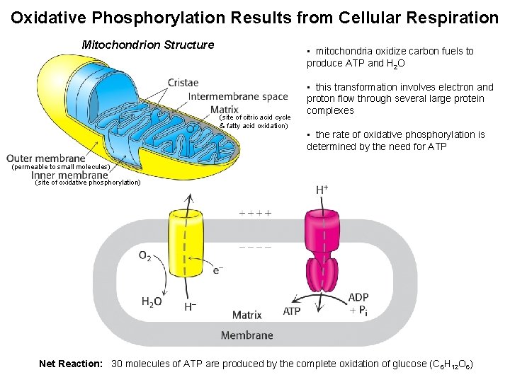 Oxidative Phosphorylation Results from Cellular Respiration Mitochondrion Structure • mitochondria oxidize carbon fuels to Oxidative Phosphorylation Results from Cellular Respiration Mitochondrion Structure • mitochondria oxidize carbon fuels to