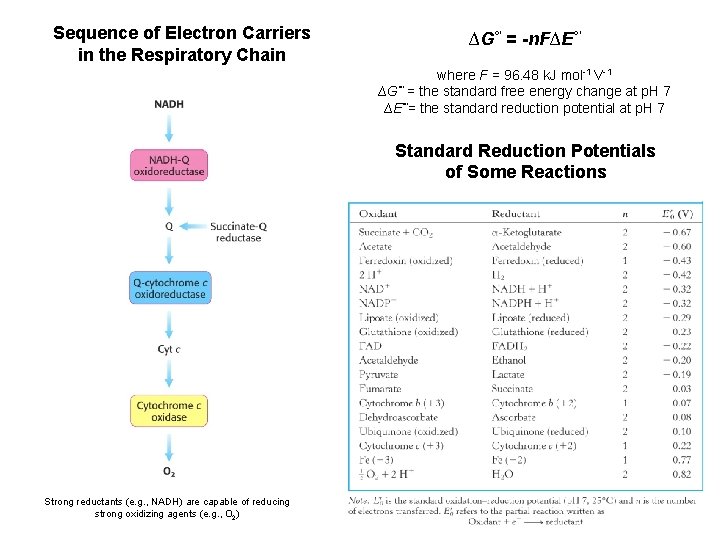 Sequence of Electron Carriers in the Respiratory Chain ∆G°' = -n. F∆E°' where F