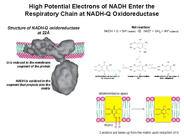 High Potential Electrons of NADH Enter the Respiratory Chain at NADH-Q Oxidoreductase Structure of