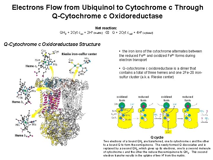 Electrons Flow from Ubiquinol to Cytochrome c Through Q-Cytochrome c Oxidoreductase QH 2 + Electrons Flow from Ubiquinol to Cytochrome c Through Q-Cytochrome c Oxidoreductase QH 2 +