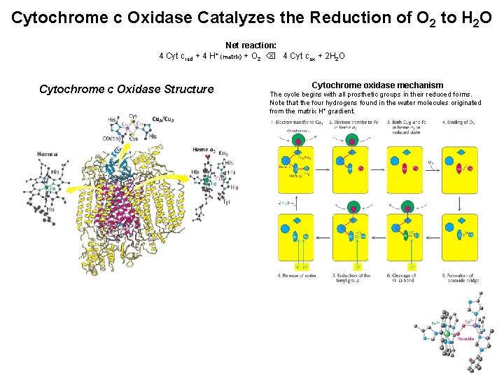 Cytochrome c Oxidase Catalyzes the Reduction of O 2 to H 2 O Net