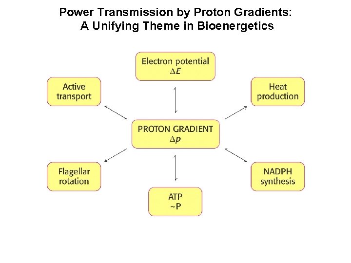 Power Transmission by Proton Gradients: A Unifying Theme in Bioenergetics 