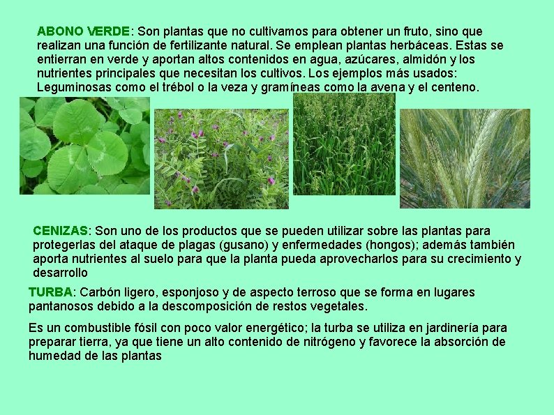 ABONO VERDE: Son plantas que no cultivamos para obtener un fruto, sino que realizan