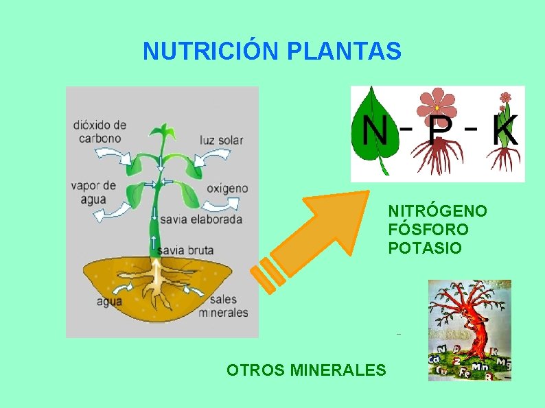 NUTRICIÓN PLANTAS NITRÓGENO FÓSFORO POTASIO OTROS MINERALES 