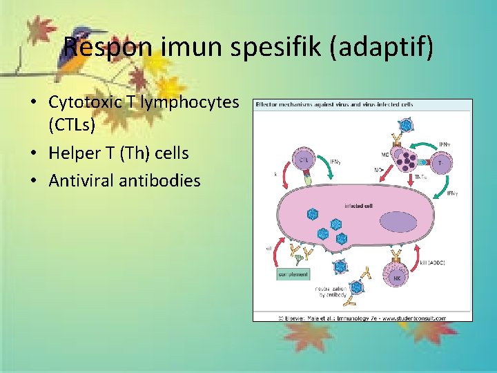 Respon imun spesifik (adaptif) • Cytotoxic T lymphocytes (CTLs) • Helper T (Th) cells